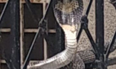 शिप्रा सनसिटी के फ्लैट में दिखाई दिया कोबरा, टावर में रहने वाले 16 परिवार करीब 2 घंटे तक घरों में रहे कैद ,मौके पर पहुंची रेस्क्यू टीम ने कोबरा को पकड़कर घने जंगल में छोड़ा