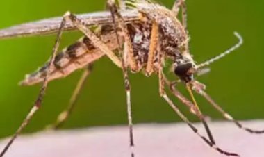 कोरोना संक्रमण तेजी से घटा लेकिन डेंगू ने पसारे पांव, 71 दिन के अंदर 301 मरीज डेंगू की चपेट में आए