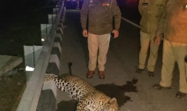 भोजपुर थाना क्षेत्र अंतर्गत दिल्ली मेरठ एक्सप्रेसवे पर तेज रफ्तार वाहन की चपेट में आने से तेंदुआ की हुई मौत