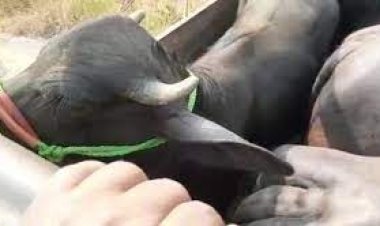 रटौल में पकड़ा गया पशु कटान