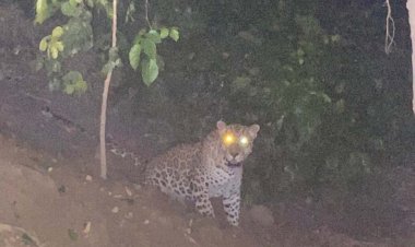 सांकरौद खादर में फिर दी तेंदुए ने दस्तक