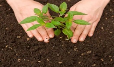 स्वास्थ्य केन्द्रों पर रोपे जाएंगे पौधे