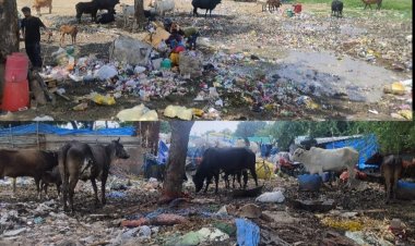 वाह रे सिस्टम 1875.51 करोड़ खर्च के बाद भी गोवंश सड़कों पर