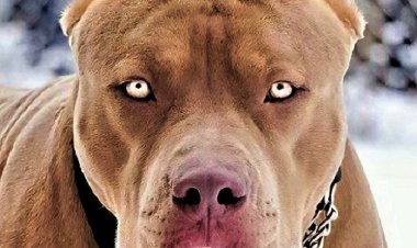 सुभानपुर क्षेत्र में पागल पिटबुल कुत्ते का आतंक