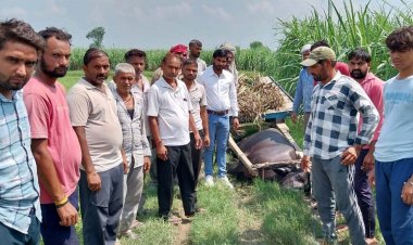 किसान दंपति बिजली करंट से झुलसे, भैंसे की मौत