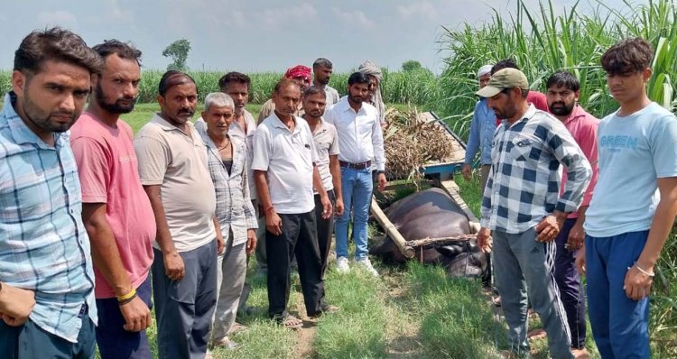 किसान दंपति बिजली करंट से झुलसे, भैंसे की मौत