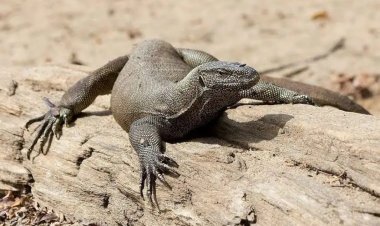 चंदन गो को पकडने आई वनविभाग की टीम