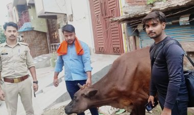 लक्ष्मी गौ रक्षक ट्रस्ट टीम ने गौ माता का कराया उपचार