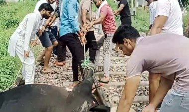 ट्रेन की चपेट में आए तीन गौवंश