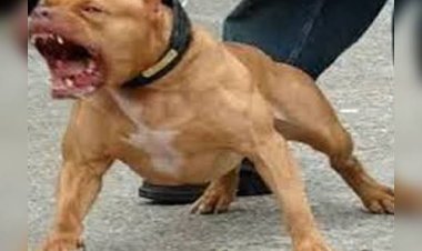 दिव्यांग को पिटबुल से हमला करवाने वाला एक हिरासत में