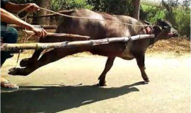 भैसा बुग्गी दौड़ के दौरान दो पक्षों में मारपीट फायरिंग का आरोप