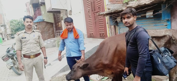 लक्ष्मी गौ रक्षक ट्रस्ट टीम ने गौ माता का कराया उपचार