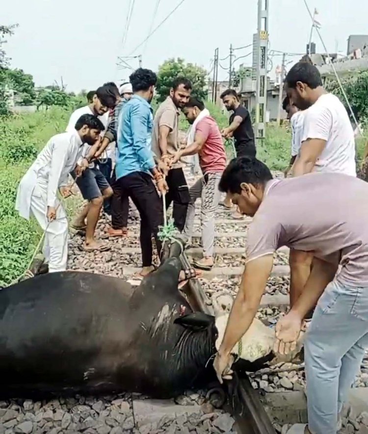 ट्रेन की चपेट में आए तीन गौवंश