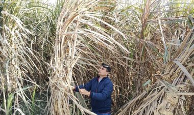 गन्ने के कैंसर रोग से चिंतित हुए गन्ना किसान