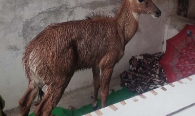 जंगल से भटके नील गाय के बच्चे को कुत्तों से बचाया