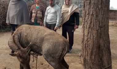 निरोजपुर के ग्रामीणों ने नील गाय के बच्चे को बचाया