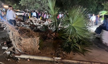 गाजियाबाद वन विभाग की घोर लापरवाही उजागर,, 10 फुट के पॉम पेड़ ध्वस्त, महज बयान दर्ज कर लौटे अधिकारी