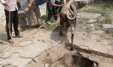 गौरक्षक दल ने गडढे में फंसे गौवंश को बचाया