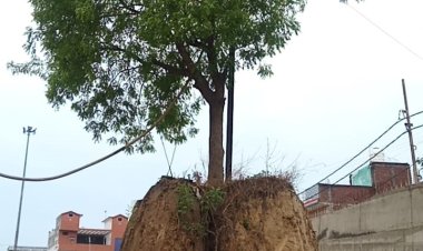 रेलवे अंडरपास में आड़े आ रहा नीम का पेड़, मिट्टी हटाने से गिरने की कगार पर