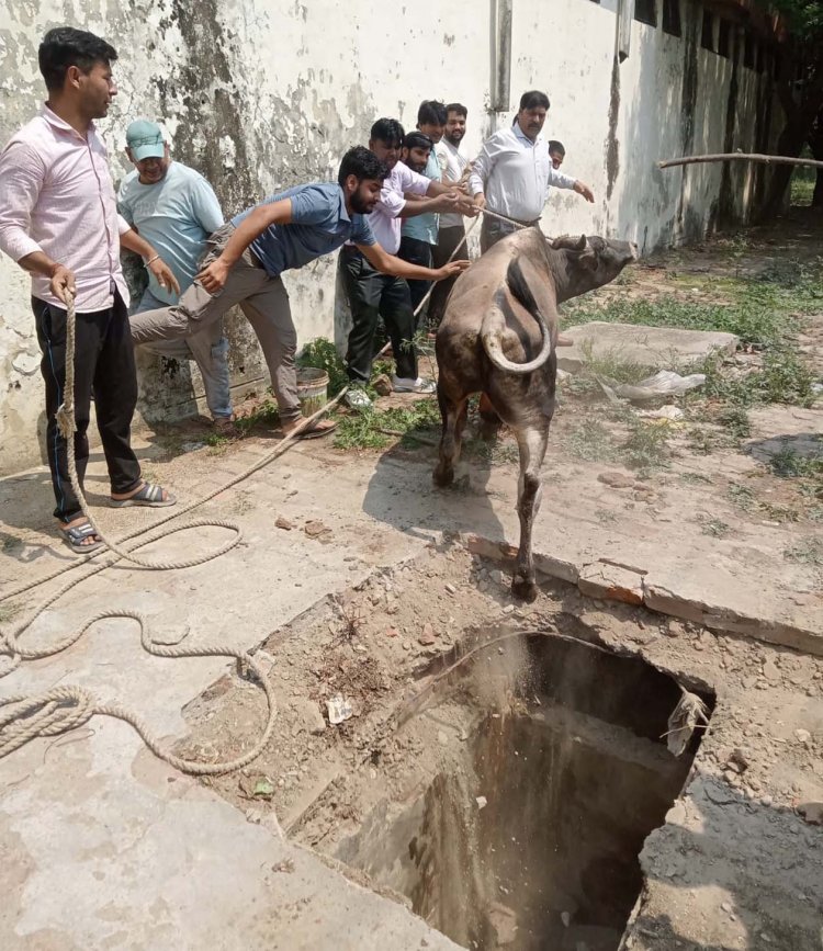 गौरक्षक दल ने गडढे में फंसे गौवंश को बचाया