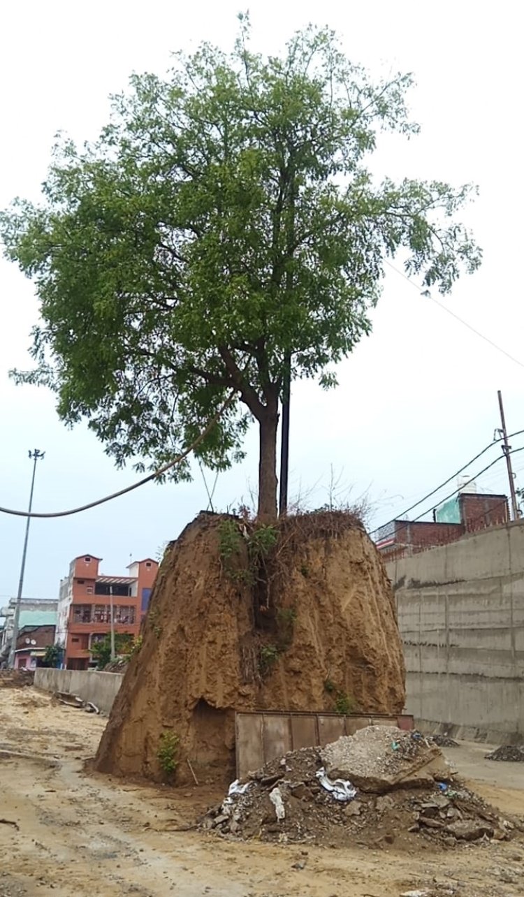 रेलवे अंडरपास में आड़े आ रहा नीम का पेड़, मिट्टी हटाने से गिरने की कगार पर