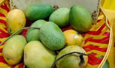 दिल्ली आम महोत्सव में रटौल के आम की धूम