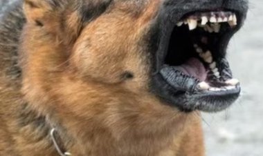 खेकड़ा में पागल कुत्ते का आतंक, एक दर्जन लोगों को किया घायल