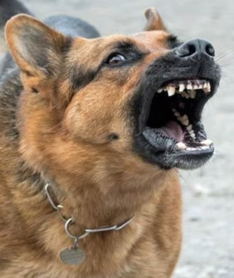 खेकड़ा में पागल कुत्ते का आतंक, एक दर्जन लोगों को किया घायल