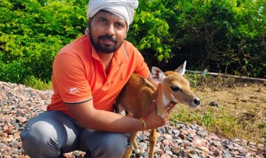 ट्रेन की झपट से घायल नीलगाय के बच्चे को दिया उपचार