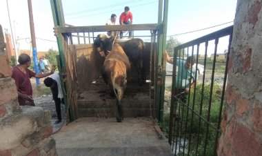 नगरपालिका ने आवारा पशुओं पर कसा शिकंजा, कई पकड़े गए, भेजे गए अस्थाई गौशाला