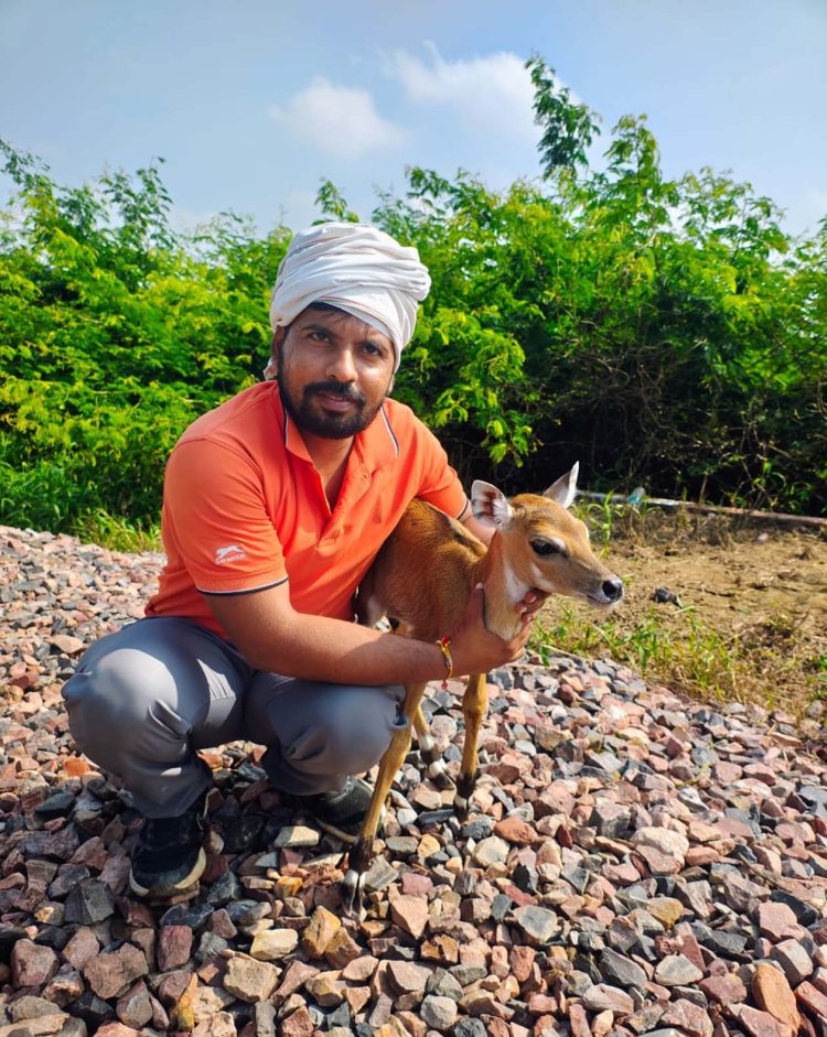 ट्रेन की झपट से घायल नीलगाय के बच्चे को दिया उपचार