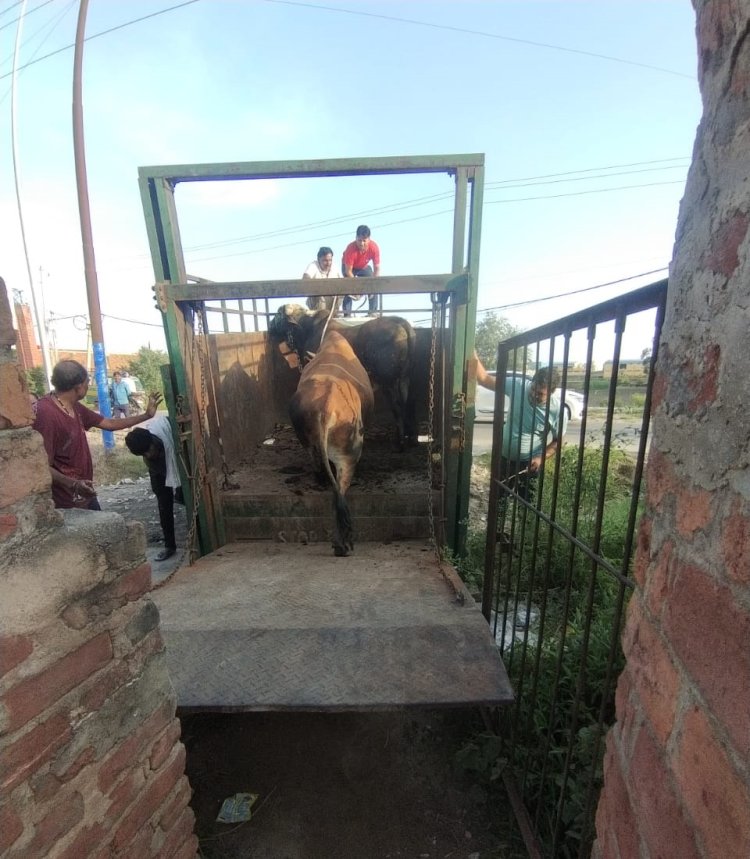 नगरपालिका ने आवारा पशुओं पर कसा शिकंजा, कई पकड़े गए, भेजे गए अस्थाई गौशाला