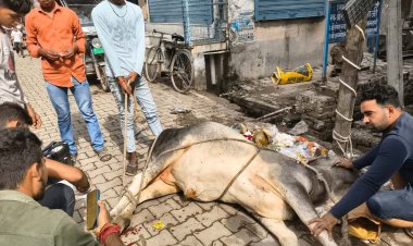 घायल गौवंश को गौसेवकों ने दिया उपचार