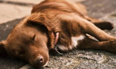 बीमार कुत्ते का इलाज कराना पड़ा महंगा, झोलाछाप डॉक्टर ने व्यक्ति की पिटाई की