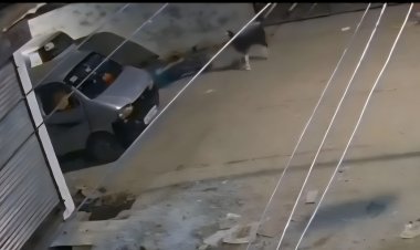 एफआईआर के लिए ‘खर्चा’ मांगने वाले एसएचओ पर उठे सवाल — विजयनगर थाने में बकरा चोरी की रिपोर्ट दर्ज न होने से अधिवक्ता नाराज