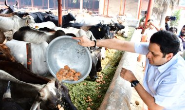 गोवर्धन पर नगर आयुक्त ने किया गौ पूजन, गोवंशों को खिलाया गुड और हरा चारा