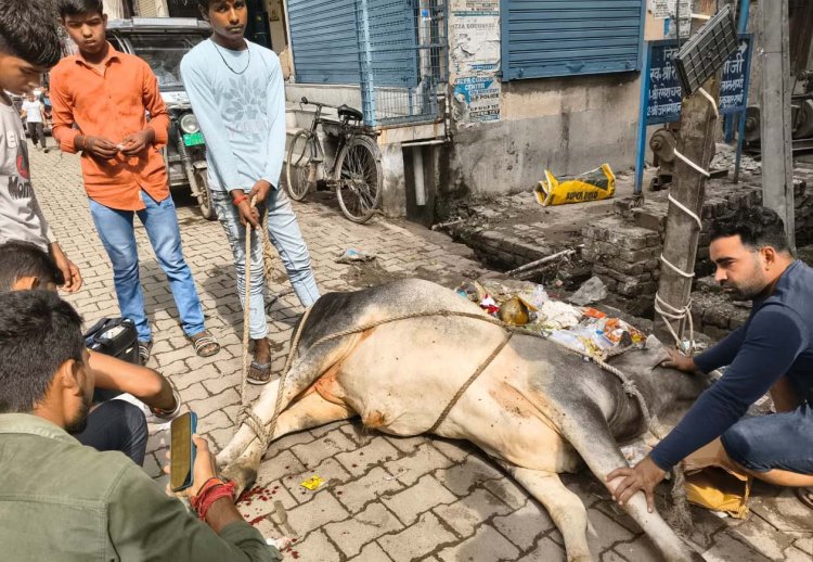 घायल गौवंश को गौसेवकों ने दिया उपचार