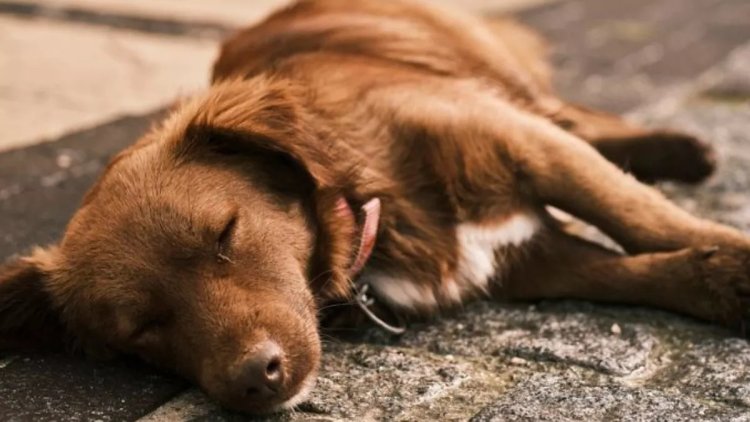 बीमार कुत्ते का इलाज कराना पड़ा महंगा, झोलाछाप डॉक्टर ने व्यक्ति की पिटाई की