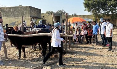 बसी गांव में पशुओं की अल्ट्रासाउंड जांच कर दिया उपचार