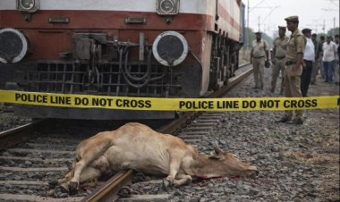 ट्रेन की चपेट में आने से सांड की मौत, कुछ देर बाधित रहा रेल यातायात
