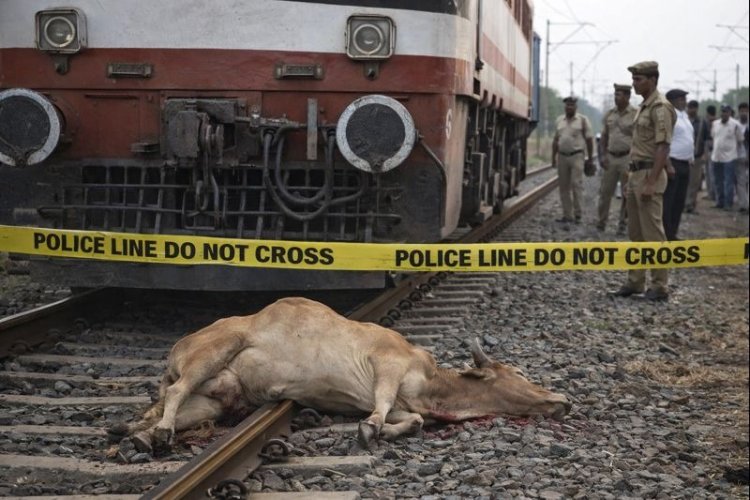 ट्रेन की चपेट में आने से सांड की मौत, कुछ देर बाधित रहा रेल यातायात