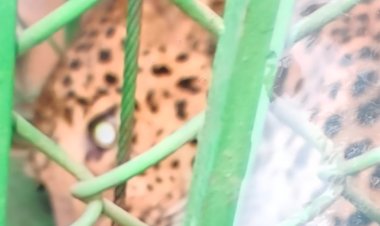 स्कूल में घुसा तेंदुआ इलाके में मचा हड़कंप, 4 घंटे की कड़ी मशक्कत के बाद पकड़ा तेंदुआ