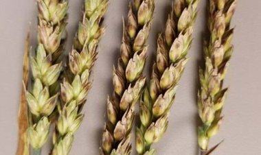 दो दिन में बारिश के आसार, किसान अभी फसलों पर छिड़काव और सिंचाई से बचें