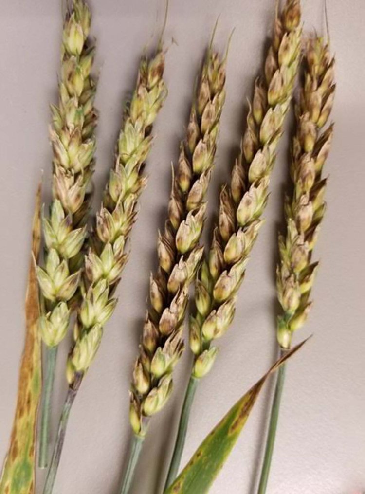 दो दिन में बारिश के आसार, किसान अभी फसलों पर छिड़काव और सिंचाई से बचें