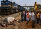 मालगाड़ी की चपेट में आकर घूमंतू सांड की मौत, विधि-विधान से किया गया अंतिम संस्कार