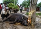 बिजली के खंभे में उतरे करंट ने ली भैंसे की जान, किसान को भारी नुकसान