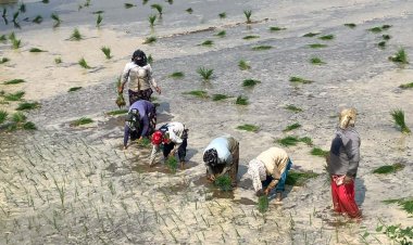 मानसून की मेहरबानी से धान की रोपाई ने पकड़ी रफ्तार