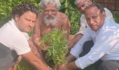 सपा का हर घर पौधा अभियान तेज, सुभानपुर में 251 पौधे रोपे
