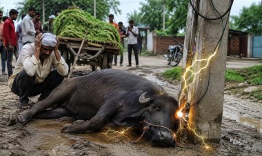बिजली के खंभे में उतरे करंट ने ली भैंसे की जान, किसान को भारी नुकसान
