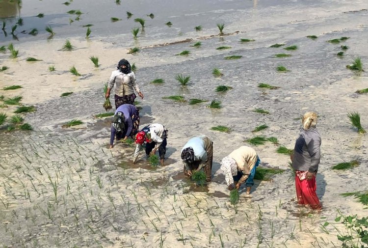 मानसून की मेहरबानी से धान की रोपाई ने पकड़ी रफ्तार